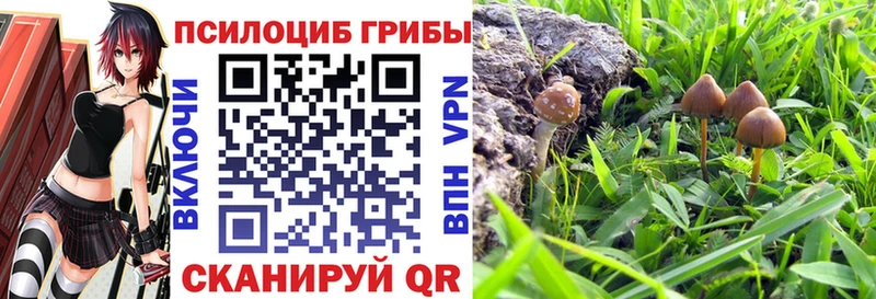 как найти наркотики  Кяхта  Галлюциногенные грибы Psilocybine cubensis 